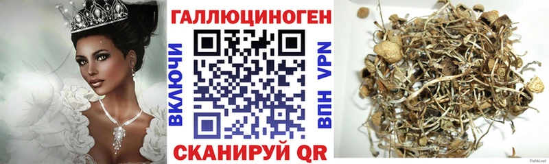 Псилоцибиновые грибы Psilocybine cubensis  Багратионовск 